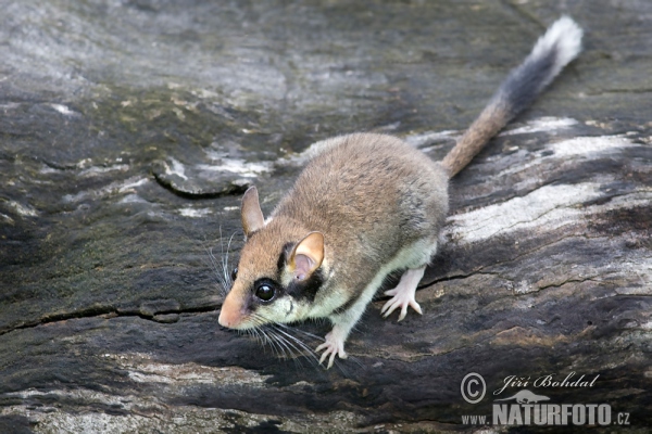 Gartenschläfer (Eliomys quercinus)