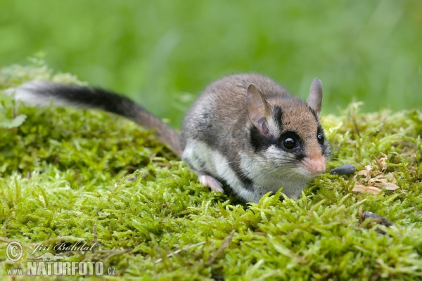 Gartenschläfer (Eliomys quercinus)