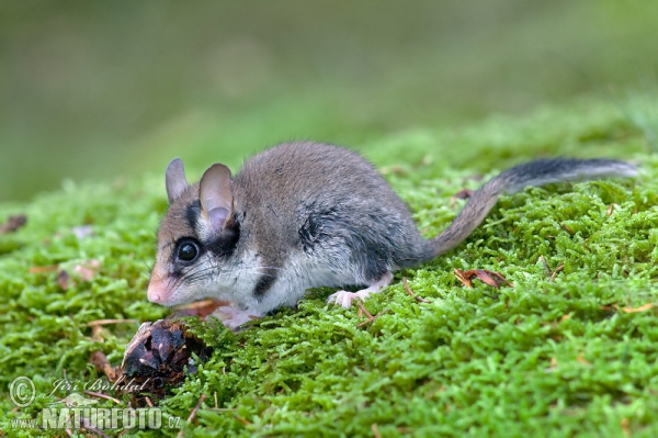 Gartenschläfer (Eliomys quercinus)