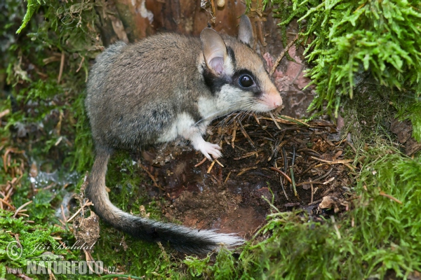 Gartenschläfer (Eliomys quercinus)