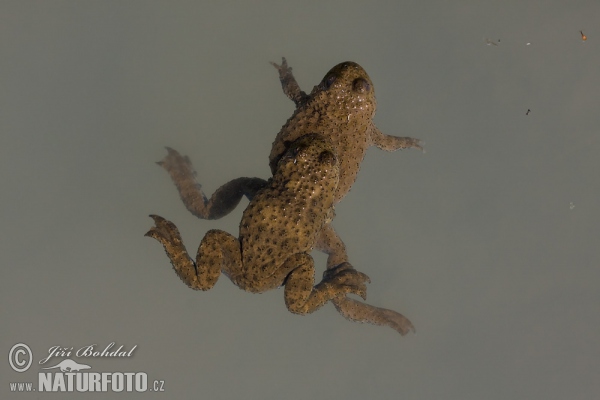 Gelbbauchunke (Bombina variegata)