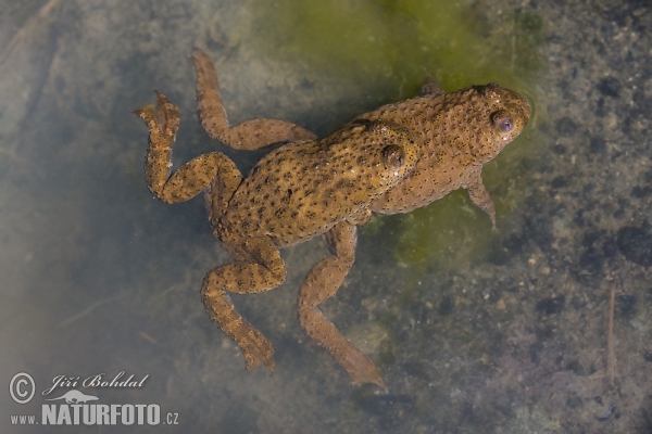 Gelbbauchunke (Bombina variegata)