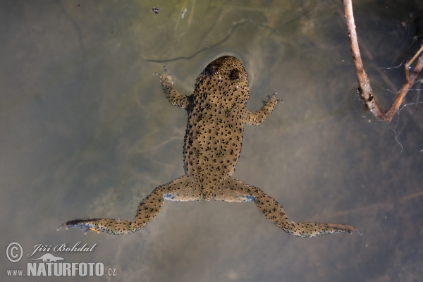 Gelbbauchunke (Bombina variegata)