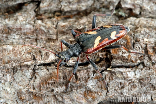 Gelbbindiger Zangenbock (Rhagium bifasciatum)