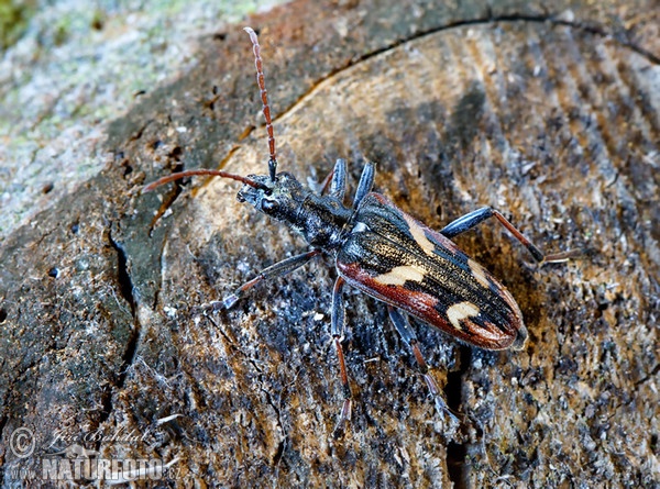 Gelbbindiger Zangenbock (Rhagium bifasciatum)