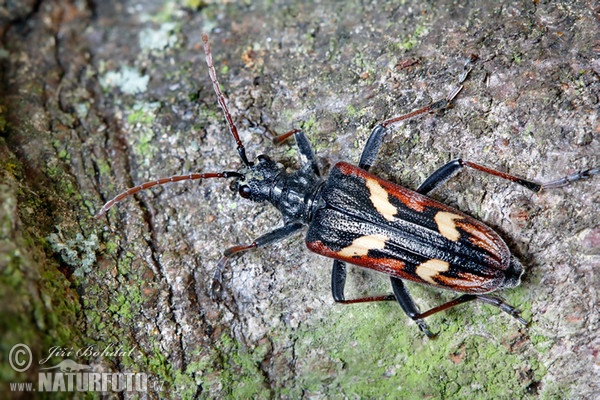 Gelbbindiger Zangenbock (Rhagium bifasciatum)