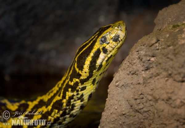 Gelbe Anakonda (Eunectes notaeus)