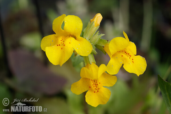 Gelbe Gauklerblume (Mimulus guttatus)