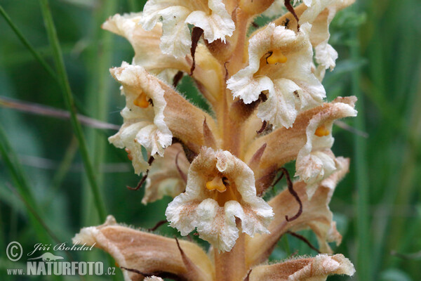 Gelbe Sommerwurz (Orobanche lutea)