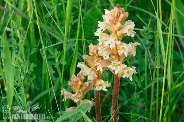 Gelbe Sommerwurz (Orobanche lutea)