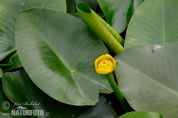 Gelbe Teichrose (Nuphar lutea)