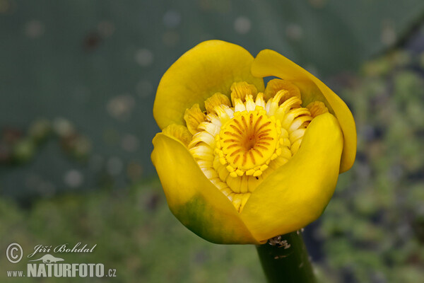 Gelbe Teichrose (Nuphar lutea)