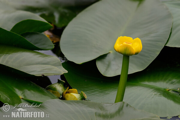 Gelbe Teichrose (Nuphar lutea)