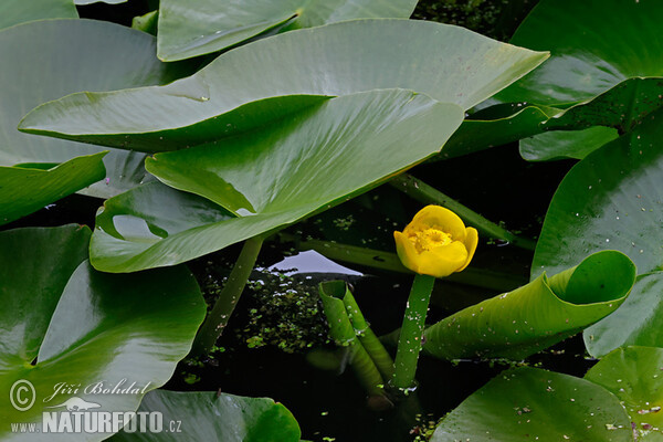 Gelbe Teichrose (Nuphar lutea)