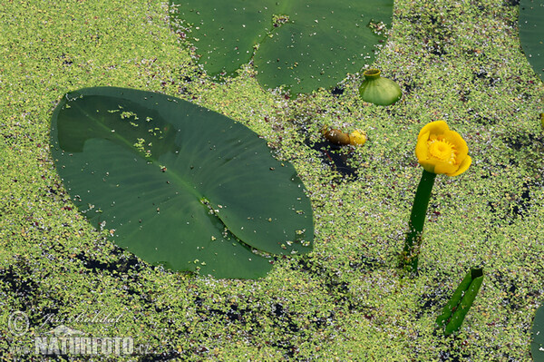 Gelbe Teichrose (Nuphar lutea)