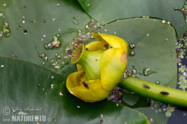 Gelbe Teichrose (Nuphar lutea)