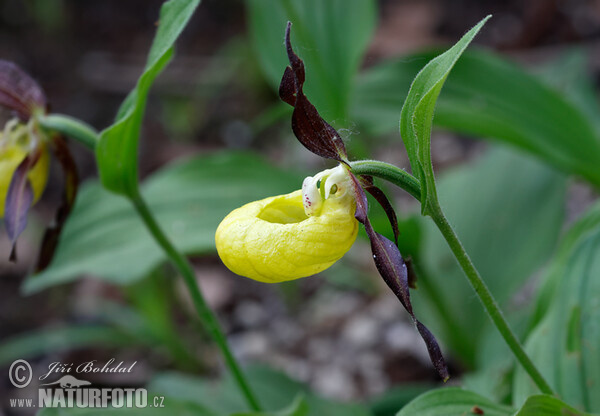 Gelber Frauenschuh (Cypripedium calceolus)