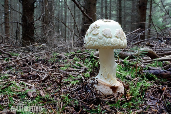 Gelber Knollenblätterpilz (Amanita citrina)