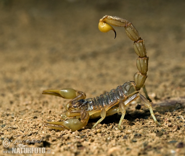 Gelber Skorpion (Buthus occitanus)
