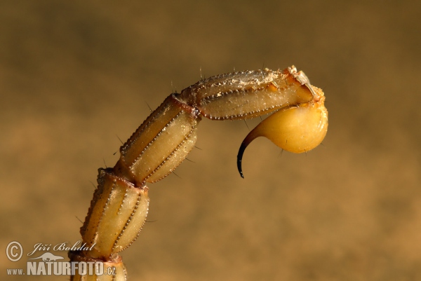 Gelber Skorpion (Buthus occitanus)