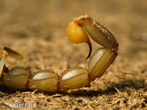 Gelber Skorpion (Buthus occitanus)