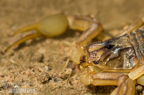 Gelber Skorpion (Buthus occitanus)