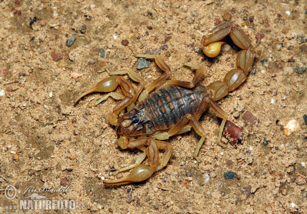 Gelber Skorpion (Buthus occitanus)