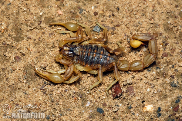 Gelber Skorpion (Buthus occitanus)