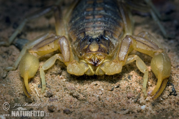 Gelber Skorpion (Buthus occitanus)