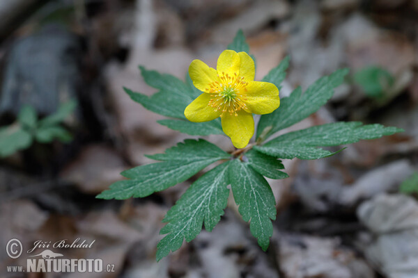 Gelbes Windröschen (Anemone ranunculoides)