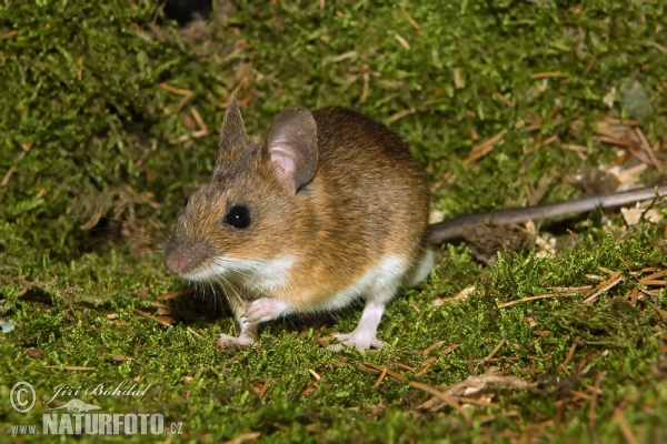 Gelbhalsmaus (Apodemus flavicollis)