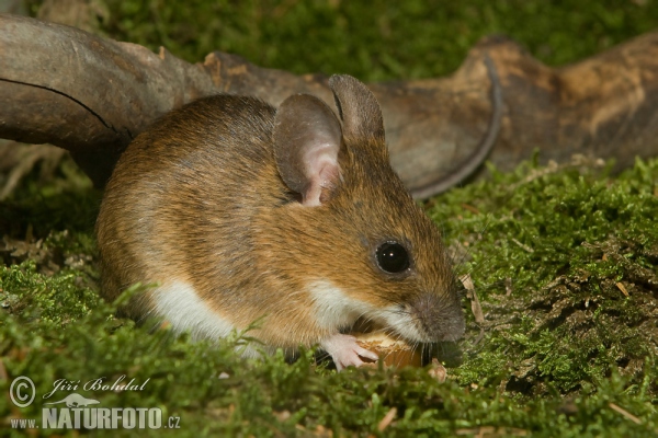 Gelbhalsmaus (Apodemus flavicollis)