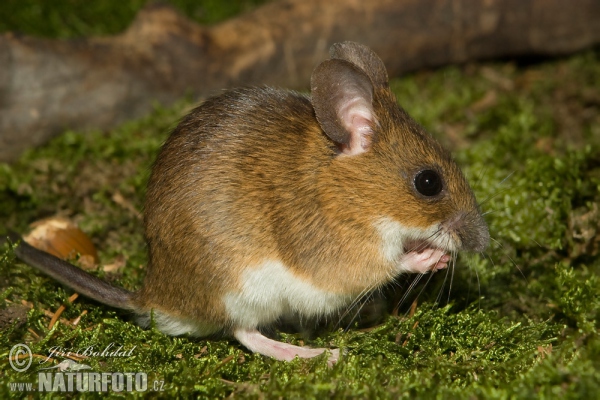 Gelbhalsmaus (Apodemus flavicollis)