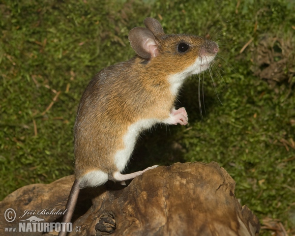 Gelbhalsmaus (Apodemus flavicollis)