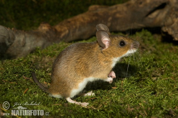 Gelbhalsmaus (Apodemus flavicollis)