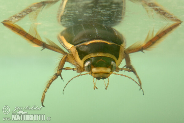 Gelbrandkäfer (Dytiscus marginalis)