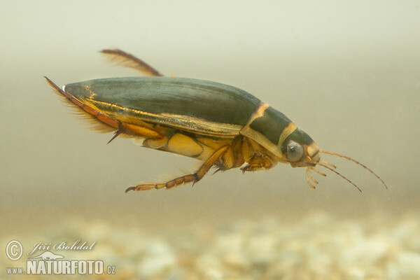 Gelbrandkäfer (Dytiscus marginalis)