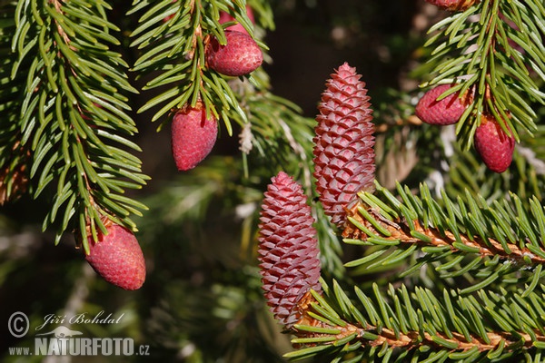 Gemaine Fichte (Picea abies)