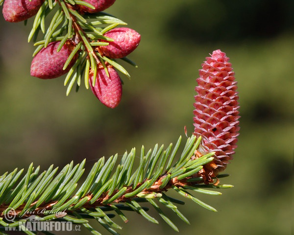 Gemaine Fichte (Picea abies)