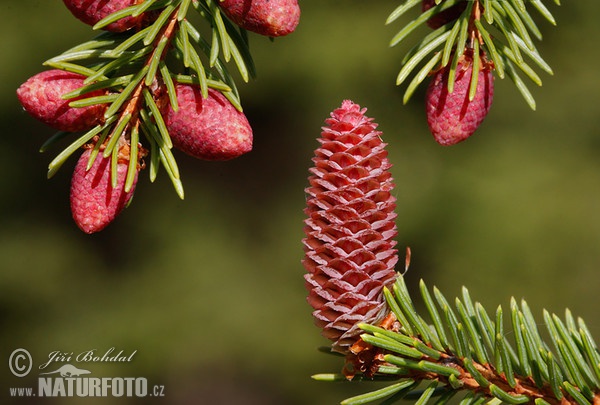 Gemaine Fichte (Picea abies)