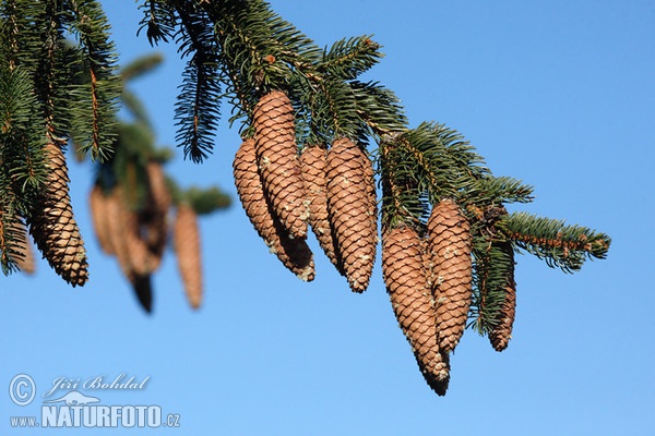 Gemaine Fichte (Picea abies)