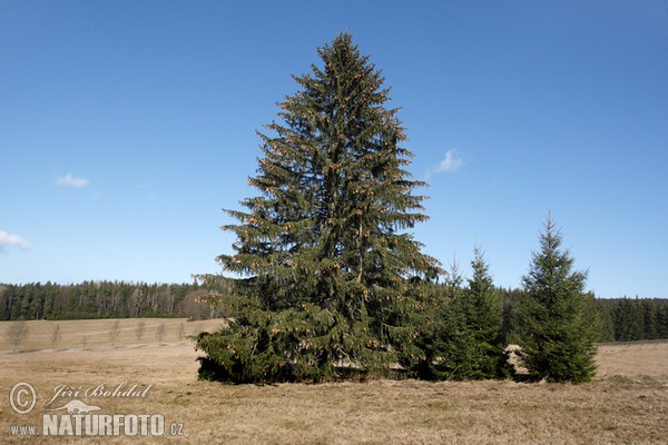 Gemaine Fichte (Picea abies)