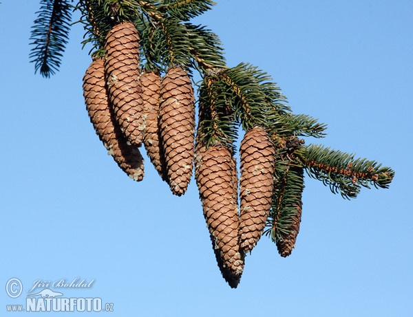 Gemaine Fichte (Picea abies)