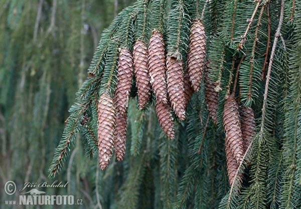 Gemaine Fichte (Picea abies)