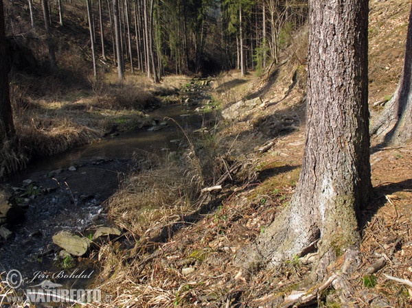 Gemaine Fichte (Picea abies)