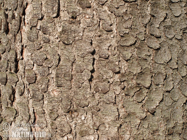 Gemaine Fichte (Picea abies)