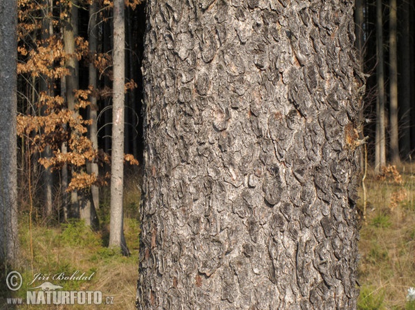 Gemaine Fichte (Picea abies)