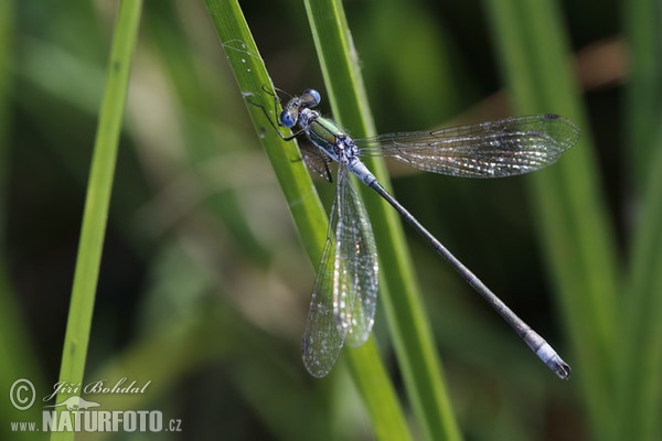 Gemeine Binsenjungfer (Lestes sponsa)