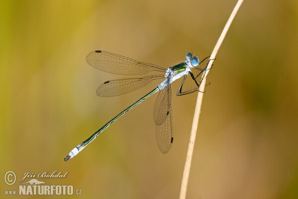 Gemeine Binsenjungfer (Lestes sponsa)