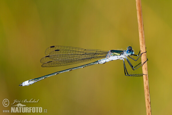 Gemeine Binsenjungfer (Lestes sponsa)